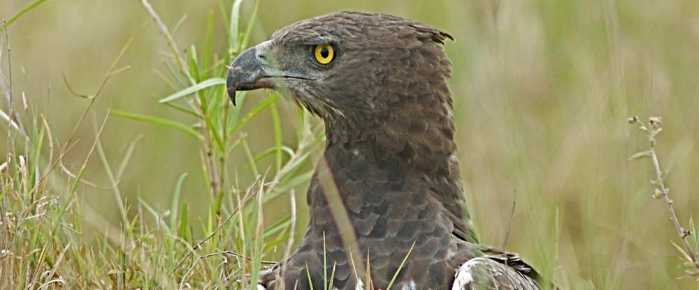 raubvogel