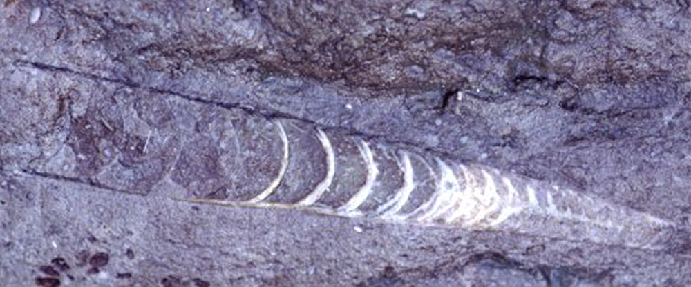 Ordovicium