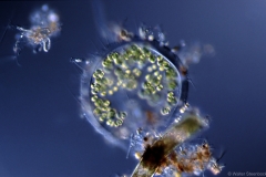 Apiocystis