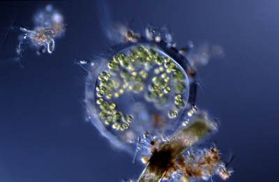 Apiocystis brauniana