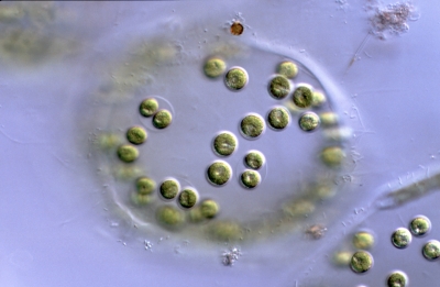 Apiocystis brauniana