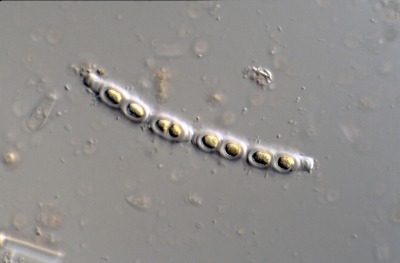 Binuclearia spec.
