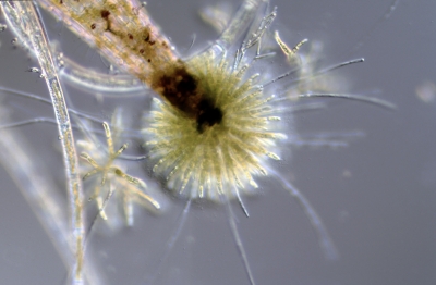 Chaetophora pisiformis