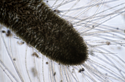 Chaetophora incrassata