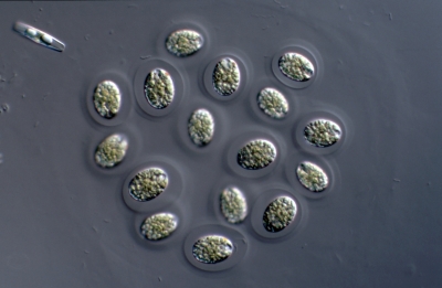 Chamaedocapsa spec.