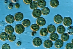 Chlorococcum