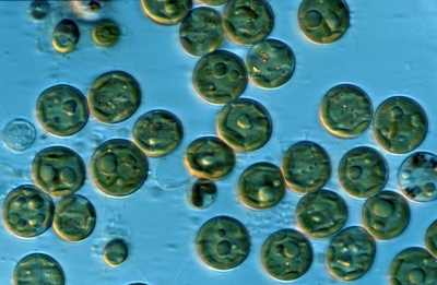 Chlorococcum?