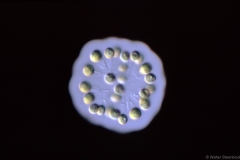 Dictyophaerium