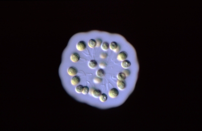 Dictyophaerium ehrenbergii