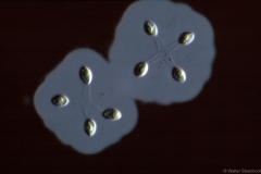 Dictyosphaerium