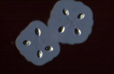 Dictyosphaerium sphagnale