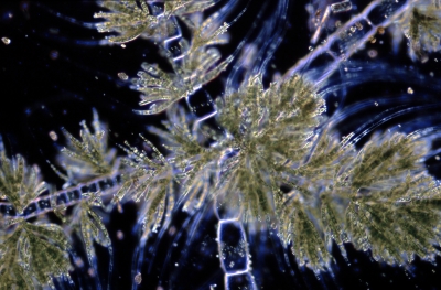 Draparnaldia glomerata