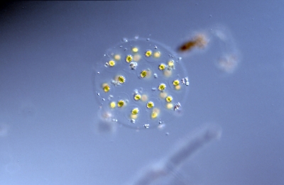 Eudorina elegans