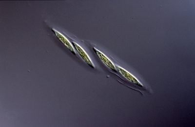 Fusola viridis