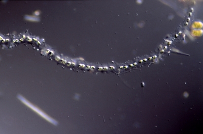 Geminella interrupta