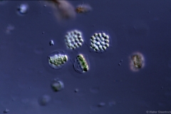 Gonium