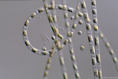 Hofmidium