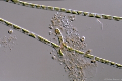 Hormidium