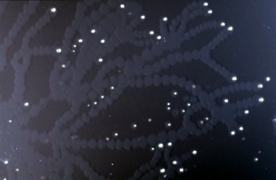 Hormotila/Rufusiella?