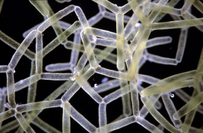 Hydrodiction reticulatum