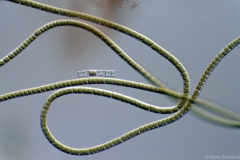 Microspora
