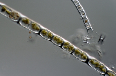 Microspora spec.
