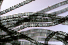 Oedogonium