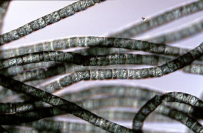 Oedogonium spec.