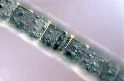 Oedogonium spec.