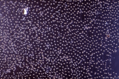Palmellopsis