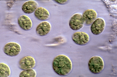 Palmellopsis gelatinosa