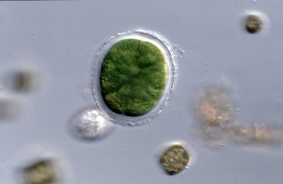 Pandorina morum