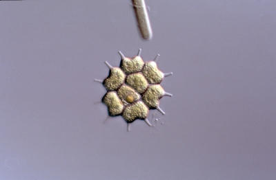 Pediastrum boryanum