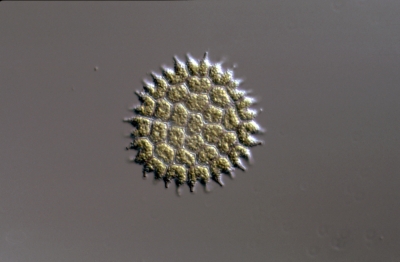 Pediastrum boryanum