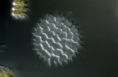 Pediastrum boryanum