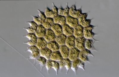Pediastrum boryanum