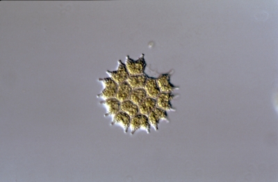 Pediastrum boryanum