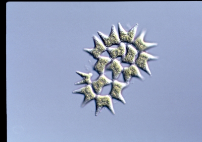 Pediastrum duplex