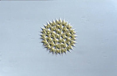 Pediastrum duplex