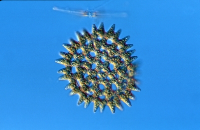 Pediastrum duplex