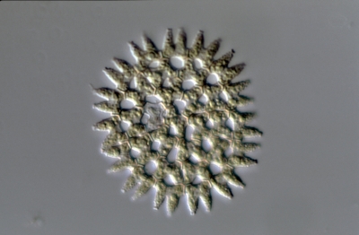 Pediastrum duplex