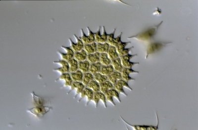 Pediastrum boryanum