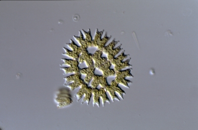 Pediastrum biradiatum