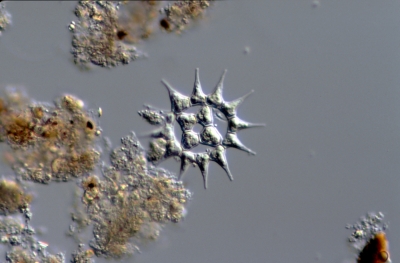 Pediastrum simplex