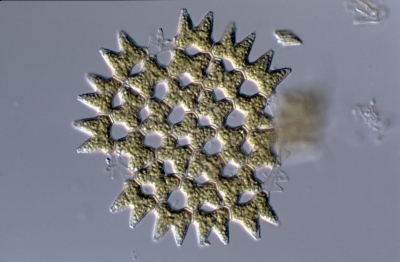 Pediastrum duplex