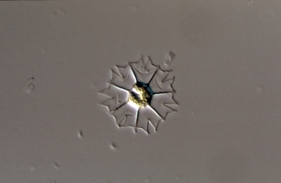 Pediastrum tetras