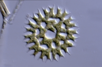 Pediastrum biradiatum