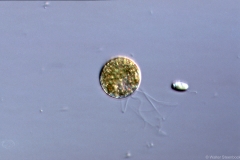 Prasinophyceae