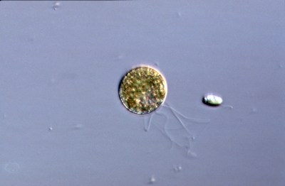 Prasinophyceae?