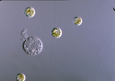 Prasinophyceae?